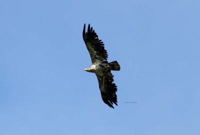 bald eagle (Haliaetus leucocephalus) juvenile. Photo Stefan  Lithner