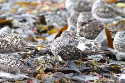 surfbird (Aphriza virgata). Photo Stefan © Lithner