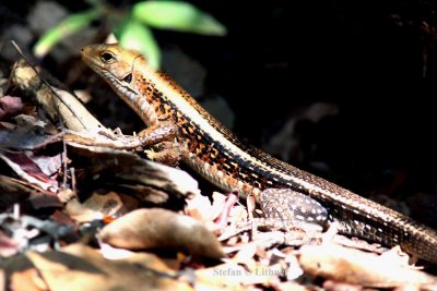 016 Bboad-tailed girdled lizard (Zonosaurus laticaudatus)   Ankarafantsika 081026 S. Lithner