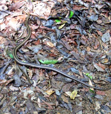 048 big-eyed snake (Mimophis mahfalensis madagascariensis) Ankarafantsika 081027 S. Lithner