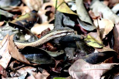 049 big-eyed snake (Minophis mahfalensis madagascarensis) Ankarafantsika 081027 S. Lithner