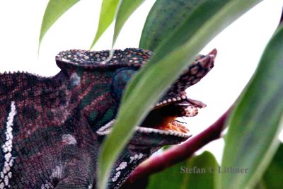 091 balteatus chameleon (Furcifer batheatus) Ranomafana 081030 S. Lithner