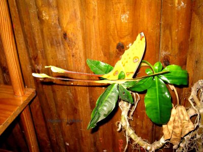101 comet moth (Argema mittrei)  Ranomafana 081031 S. Lithner