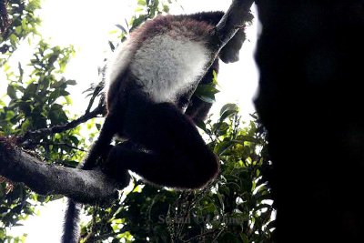 092 Milne-Edwards sifaka Ranomafana 081030 S. Lithner