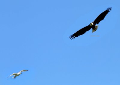 bald eagle (Haliaetus leucocephalus) & American herring gull (Larus (argentatus) smithsonianus. Photo Stefan © Lithner