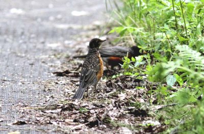 American robin (Turdus migratorius). Photo Stefan © Lithner