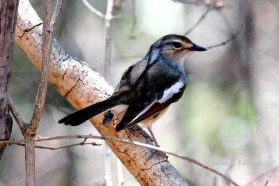 025 Madagascar magpie robin female Ankarafantsika 081026 S. Lithner.jpg