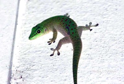 039 Magagascar day-gecko (Phelsuma madagascarensis cf kochii) Ankarafantsika 081027 S. Lithner