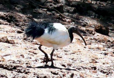 077 madagascar sacred ibis Betsiboka Rivermouth 081028 S. Lithner