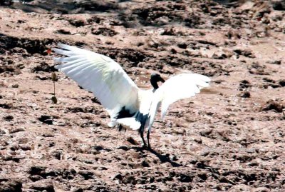078 Madagascar sacred ibis Betsiboka Rivermouth 081028 S. Lithner