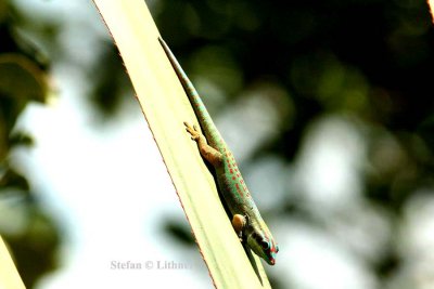 186 orange-spotted day-gecko (Phelsuma g. guimbeaui) Ile aux Aigrettes 081113 S. Lithner