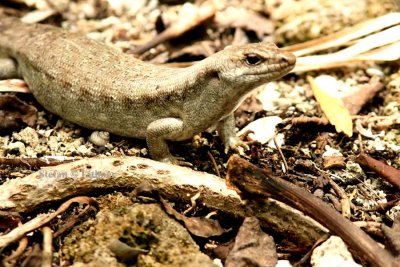 193 Telfairs skink (Leiolopisma telfairii)  Mauritius Ile aux Aigrettes 0811113 S. Lithner