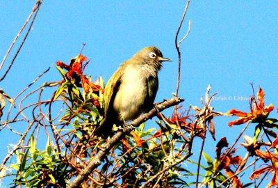 198 Reunion olive white-eye Reunion; La Roche Ecrite Nat Pk 081114 S. Lithner