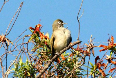199 Reunion olive white-eye Reunion; La Roche Ecrite Nat Pk 081114 S. Lithner