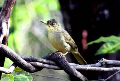 061 long-billed bernieira (Bernieria madagascariensis) juv. Ankarafantsika 081027 S. Lithner