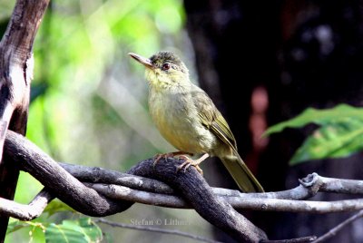 047 long-billed bernieria (Bernieria madagascariensis)  juv. Ankarafantsika 081027 S. Lithner