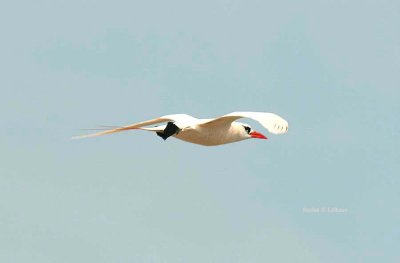 143 red-tailed tropicbird Nosy Ve 081104 S. Lithner