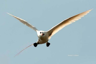 144 red-tailed tropicbird Nosy Ve 081104 S. Lithner