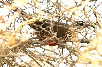 158 subdesert mesite Ifaty 081106 S. Lithner