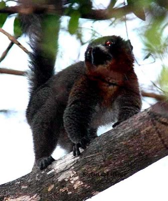 070 mongoose lemur Ankarafantsika 081027 S. Lithner