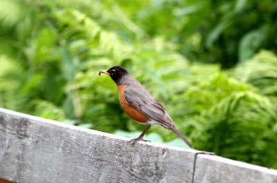 American robin (Turdus migratorius). Photo Stefan © Lithner