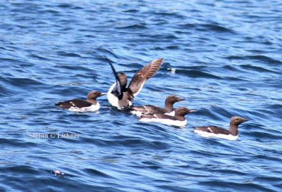 common murre (Uria aalge). Photo Stefan © Lithner