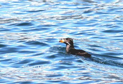 crested auklet-(Aethia cristatella). Photo Stefan © Lithner