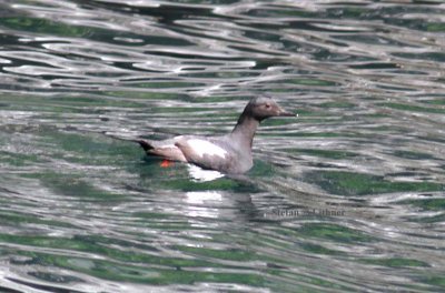 pigeon guillemot (Cepphus columba). crested auklet-(Aethia cristatella). Photo Stefan © Lithner