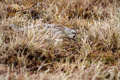 Birds in Alaska 2014