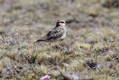 tawny-throated dotterel (Oreopholus ruficollis). Photo Stefan  Lithner