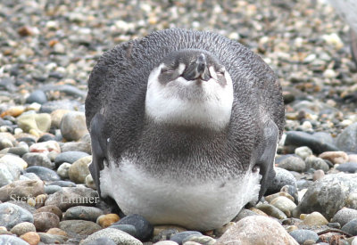 Magellan penguin (Spheniscus magellanicus) juv. Photo Stefan  Lithner