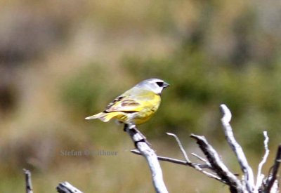 canary-winged (black-throated) finch (Melanodera melanodera). Photo Stefan  Lithner