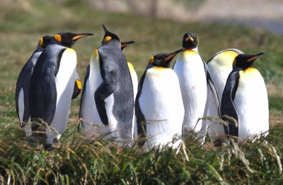 king penguin (Aptenodytes patagonica). Photo Stefan  Lithner