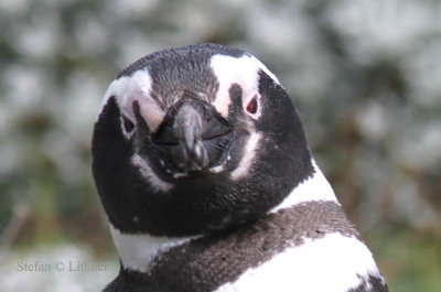 Magellan penguin (Spheniscus magellanicus). Photo Stefan © Lithner
