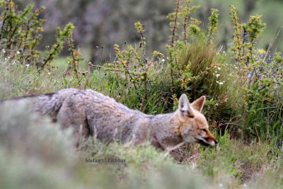 pampas fox (Pseudalopex gymnocercus). Photo Stefan  Lithner