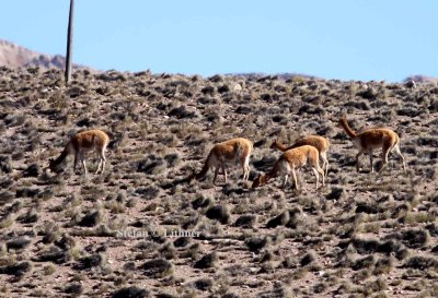 vicuna (Vicugna vicugna). Photo Stefan  Lithner
