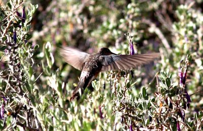 giant hummingbird (Patagonas gigas). Photo Stefan  Lithner