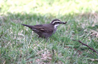 dark-bellied cinclodes (Cinclodes patagonicus). Photo Stefan © Lithner