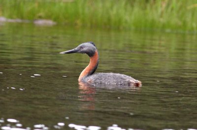great greebe (Podiceps major). Photo Stefan © Lithner