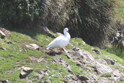 kelp goose (Chloephaga hybrida). male. Photo Stefan © Lithner