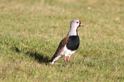 southern lapwing (Vanellus chilensis). Photo Stefan © Lithner