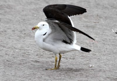 band-tailed gull (Larus belceri) ad. Photo Stefan © Lithner