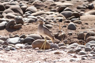 Peruvian thick-knee (Burhinus superciliaris). Photo Stefan © Lithner