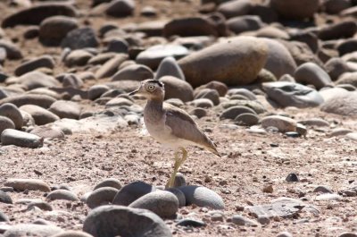 Peruvian thick-knee (Burhinus superciliaris). Photo Stefan © Lithner