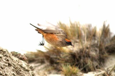 cinnamon-bellied ground-tyrant (Dormilona rufa). Photo Stefan © Lithner