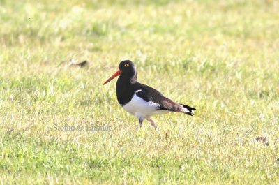 Magellanic oystercatcher (Haematopus leucopodus). Photo Stefan © Lithner