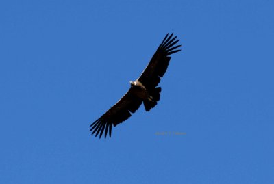 Andean condor (Vultur gryphus). Photo Stefan © Lithner