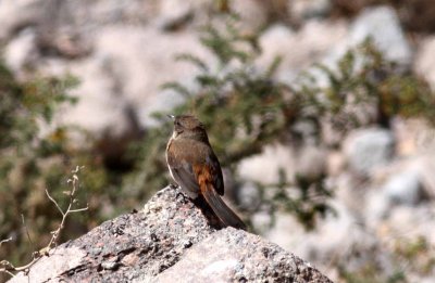 dark-winged canastero (Asthenes arequipae). Photo Stefan © Lithner