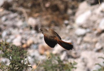 dark-winged canastero (Asthenes arequipae). Photo Stefan © Lithner