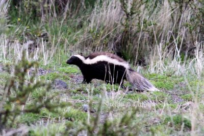 Humboldts hog-nosed skunk (Conepatus humboldti). Photo Stefan  Lithner